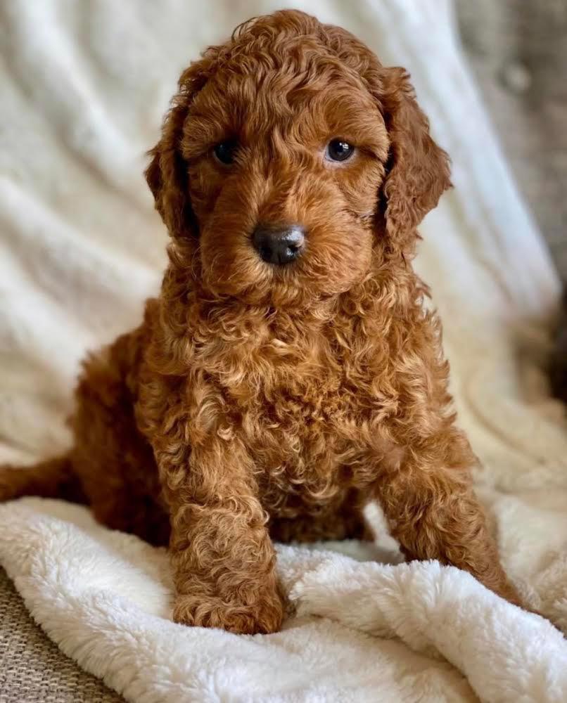 Available Puppies – Newdawn Goldendoodle Kennel